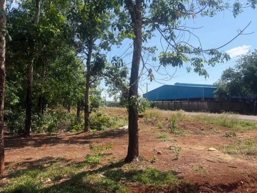 ចំការកៅស៊ូលក់បន្ទាន់