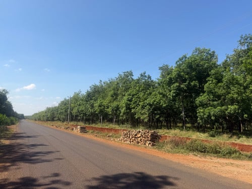 ចំការកៅស៊ូលក់បន្ទាន់