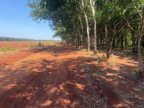 ចំការកៅស៊ូលក់បន្ទាន់