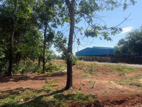 ចំការកៅស៊ូលក់បន្ទាន់