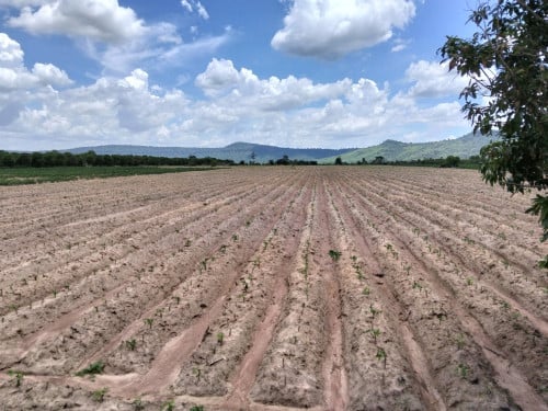 ដីចំការ