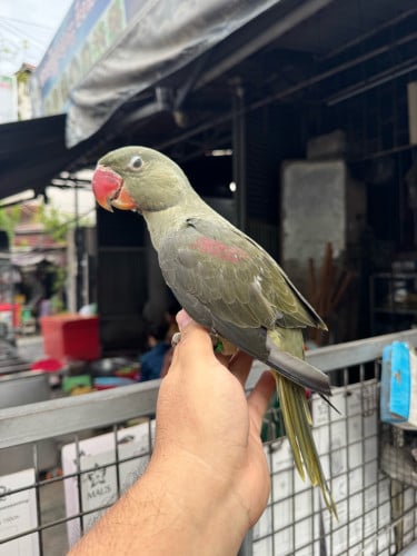 សោមឥណ្ឌាញីឈ្មោល
