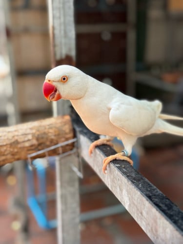 រីនិចគូរបង្កាត់