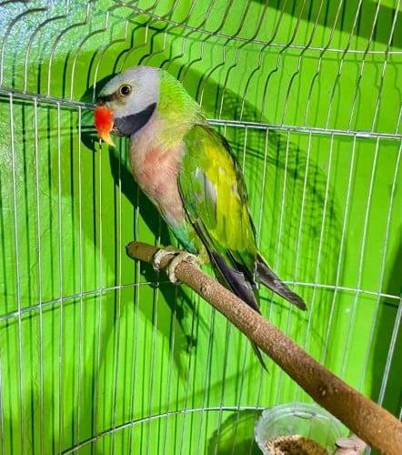 សេកចេះនិយាយ