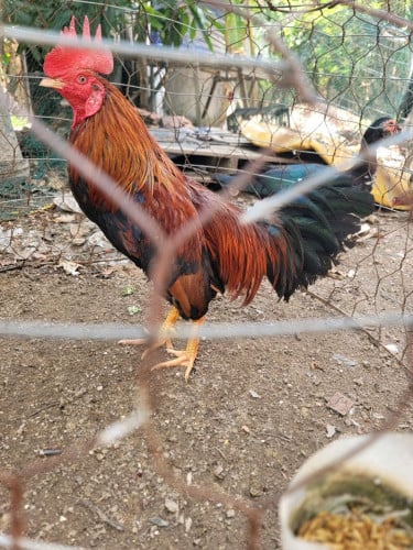 លក់30$