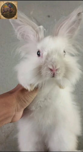 ទន្សាយពូជangora