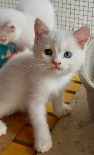 British shorthair
