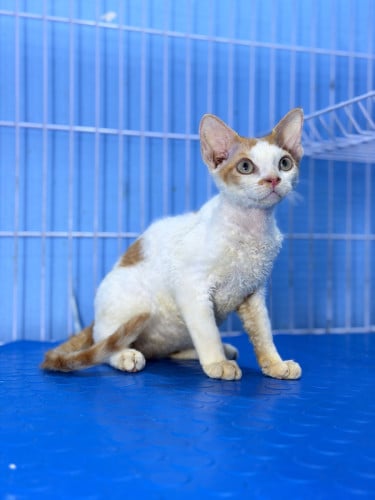 Devon Rex
