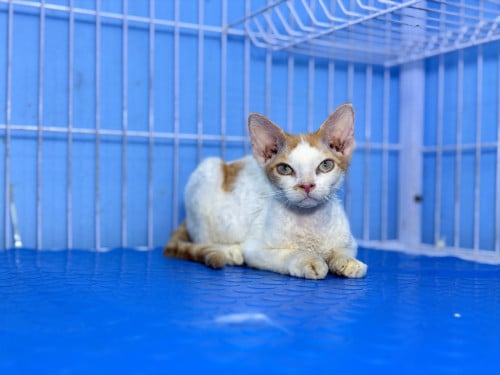 Devon Rex