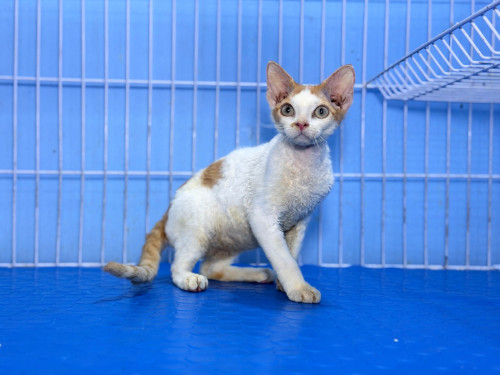 Devon Rex
