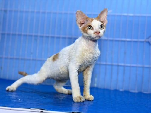Devon Rex