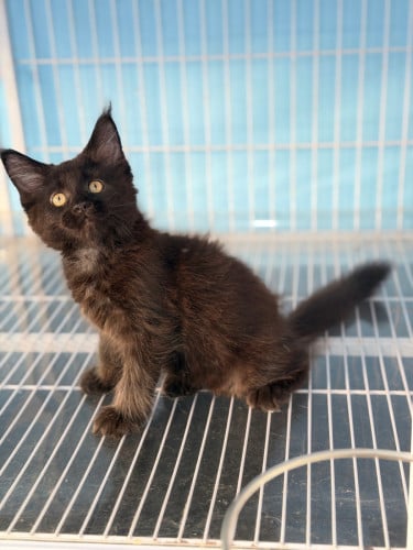 Maine coon