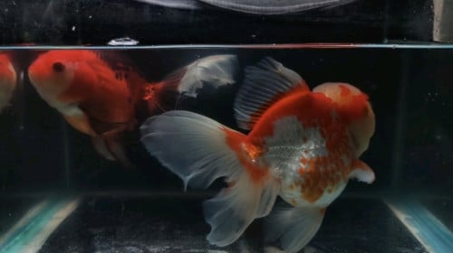 Oranda long tail indo 1ku