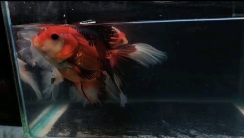 Oranda long tail indo 1ku