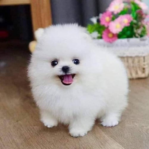 Pom