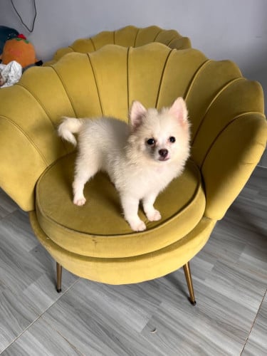 Pom mix