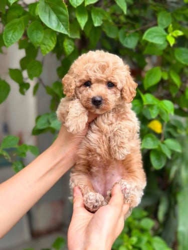 Poodle