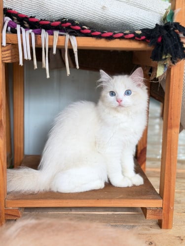 Ragdoll cat