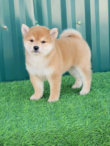 Shiba lnu