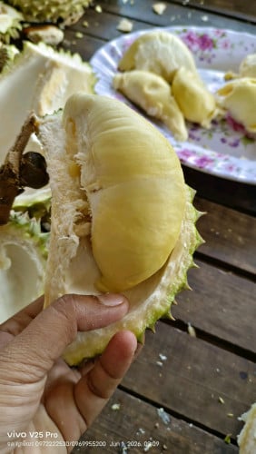 ទុរ៉េនម៉ាន់ថងទឹកដោះគោ ចម្ការខ្លួនឯង មានលក់ដុំនិងរាយ