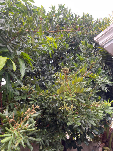 វីឡាតឿ លក់