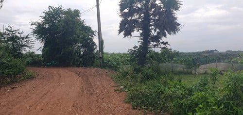 ដីព្រះប្រសព្វ 11m x 55m ប្លង់រឹង