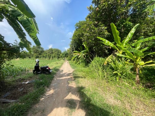 ដីចំការស្វាយលក់បន្ទាន់ ទំហំ 12m x 100m