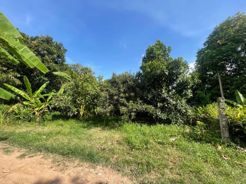 ដីចំការស្វាយលក់បន្ទាន់ ទំហំ 12m x 100m