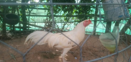 ប្រភេទមាន់ថ្មីកូនមាន់ 4 ខែ
