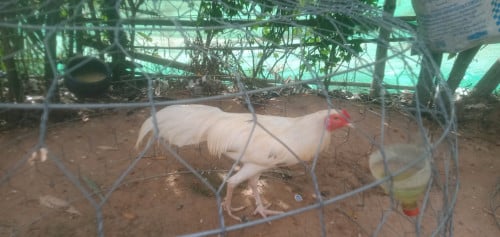 ប្រភេទមាន់ថ្មីកូនមាន់ 4 ខែ
