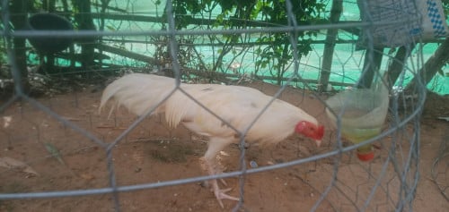 ប្រភេទមាន់ថ្មីកូនមាន់ 4 ខែ