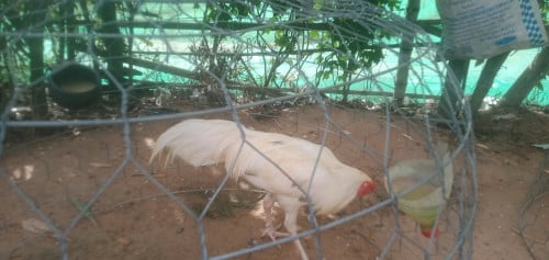 ប្រភេទមាន់ថ្មីកូនមាន់ 4 ខែ