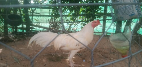 ប្រភេទមាន់ថ្មីកូនមាន់ 4 ខែ