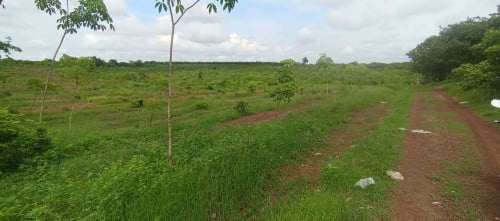 ដីចម្ការកៅស៊ូលក់5ហាត់ ឃុំឃ្សឹម ស្រុកស្នួល