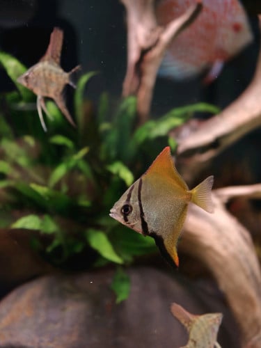 Mono Angel Fish