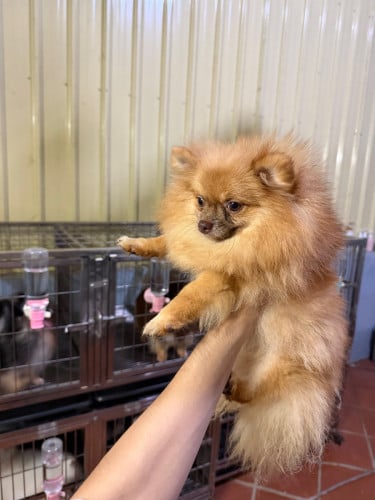 Pom T cup female 8 month