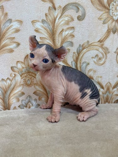 Sphynx cat ( ឆ្មាអត់រោម )