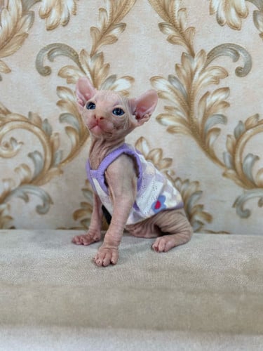 Sphynx cat ( ឆ្មាអត់រោម )