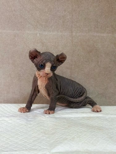 Sphynx cat ( ឆ្មាអត់រោម )