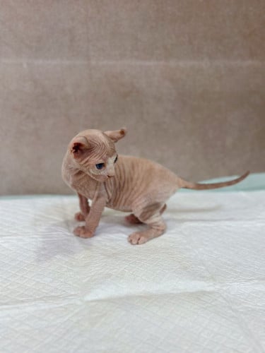 Sphynx cat ( ឆ្មាអត់រោម )