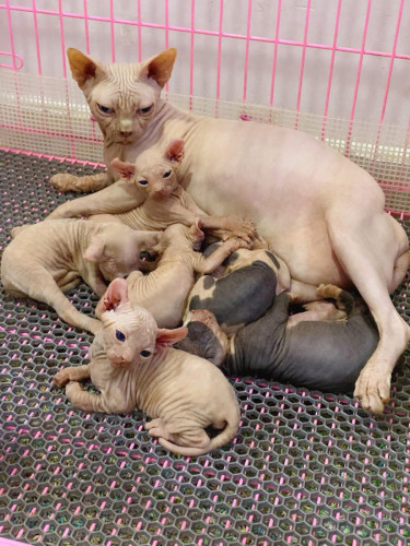 Sphynx cat ( ឆ្មាអត់រោម )