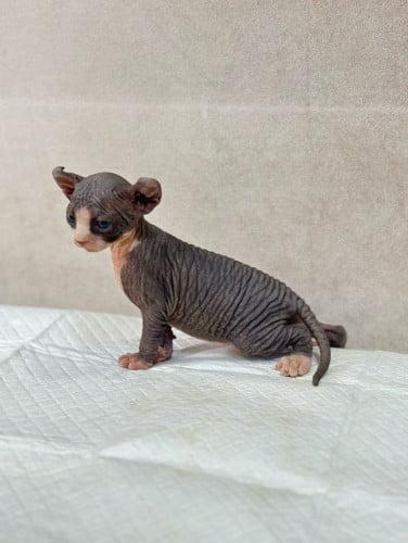 Sphynx cat ( ឆ្មាអត់រោម )