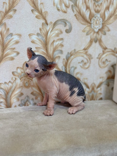 Sphynx cat ( ឆ្មាអត់រោម )