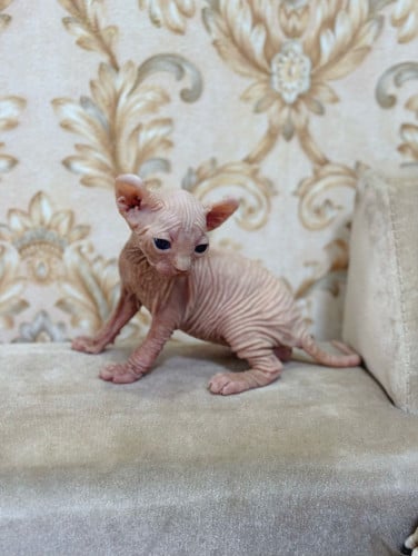 Sphynx cat ( ឆ្មាអត់រោម )