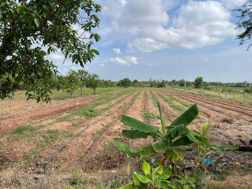 លក់ដី ទំហំ ១៣ ៥៤៣ ម២ លក់តម្លៃ ១៥ ដុល្លារ / ១ម២ (ចរចា) តំលៃក្រោមទីផ្សារ