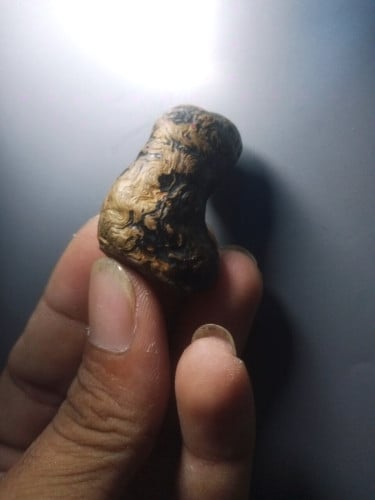 ពកខ្លឹមចន្ទន៍