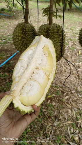 ឃើញហើយទឹកមាត់ហូរ! ម៉ាន់ថងបែកអន្លូង គ្រាប់កំប៉ិច សាច់ប៉ុបៗខ្ទិះដិតខ្លាំង!