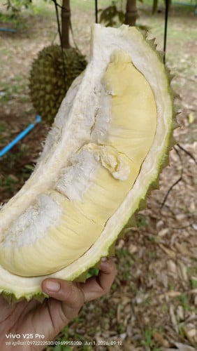 ឃើញហើយទឹកមាត់ហូរ! ម៉ាន់ថងបែកអន្លូង គ្រាប់កំប៉ិច សាច់ប៉ុបៗខ្ទិះដិតខ្លាំង!