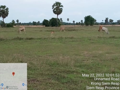 ដីកសិកម្មលក់