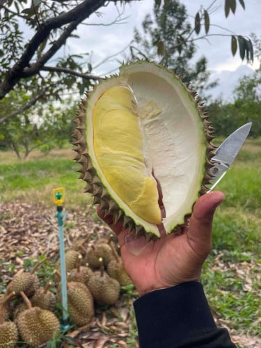 ធូរ៉េនម៉ាន់ថង មកពីកំពង់ចាម ( 1kg =23000) បកសាច់សិត ( 1Kg= 60000 )